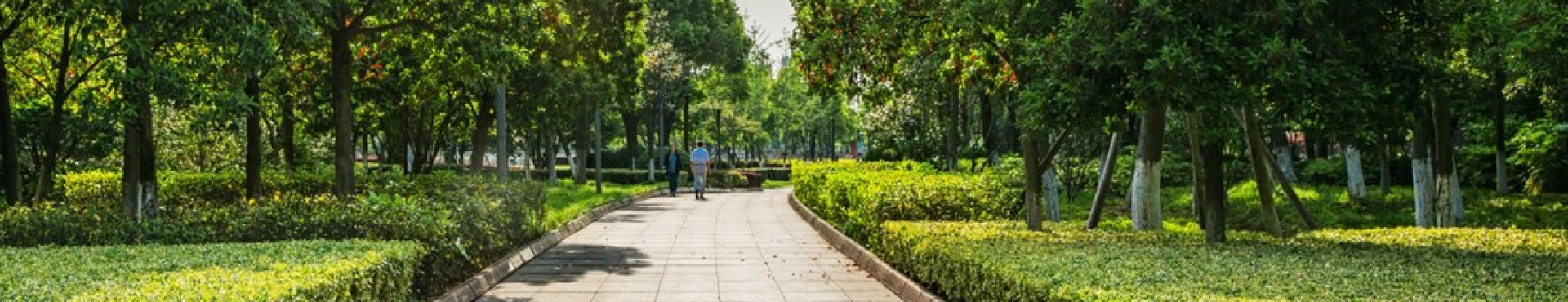 A paved pathway curves through a lush green park, lined with trees and neatly trimmed bushes on both sides. One person walks along the path under bright sunlight.
